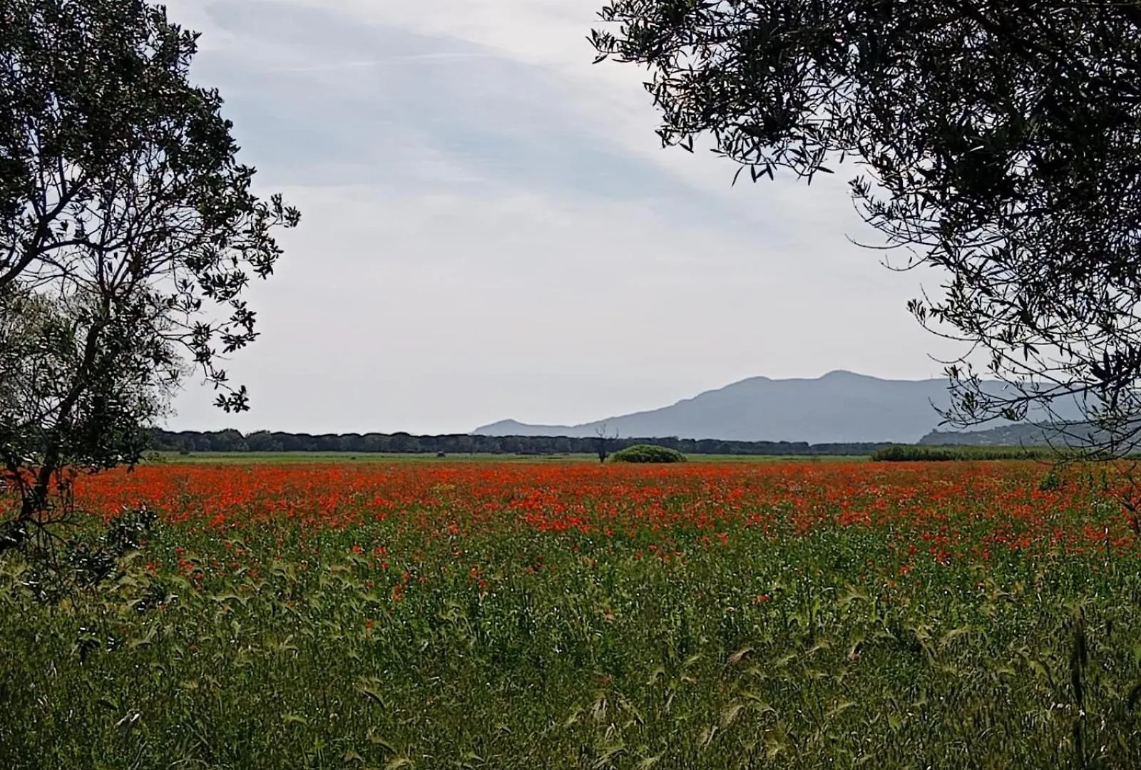Casa Vacanze Capalbio Italia
